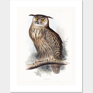 Vintage Owl Illustration Posters and Art